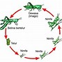 Jangkrik Mengalami Metamorfosis Tidak Sempurna